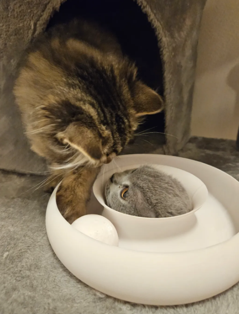 Cat Ball Track Toy